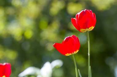 Harika parlak kırmızı bahar çiçek güzel yakın çekim resim