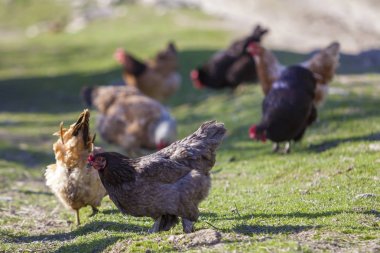 Açık havada yeşil mead besleme büyük güzel güzel kırmızı kahverengi tavuk