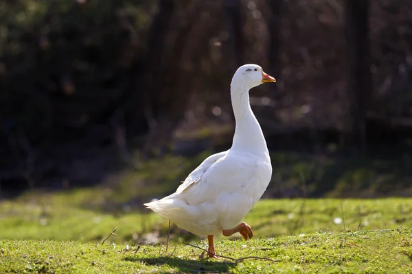 White big geese peacefully walking together in green grassy mead — Stock Photo, Image
