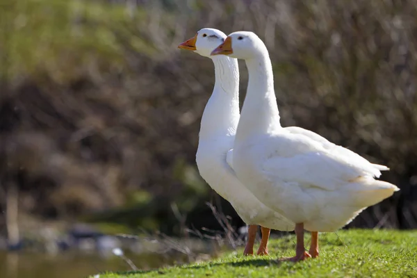 Zwei weiße, große Gänse, die friedlich zusammen im grünen Gras stehen — Stockfoto