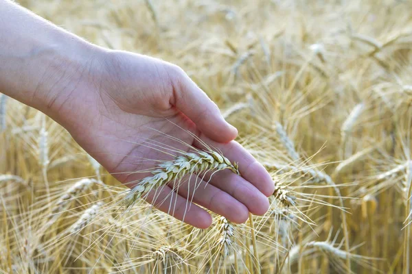 Tarwe oren in woman's hand. Veld op zonsondergang of zonsopgang. Oogst — Stockfoto