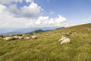 Yeşil dağ çayırlarında otlayan çiftlik koyunu sürüsü.