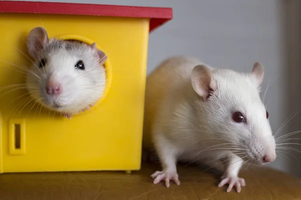 Two funny domestic pet rats and a toy house. — Stock Photo, Image