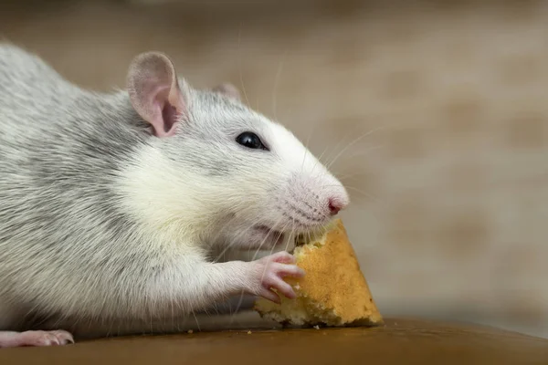 Rata blanca doméstica comiendo pan. Animales de compañía en casa . — Foto de Stock