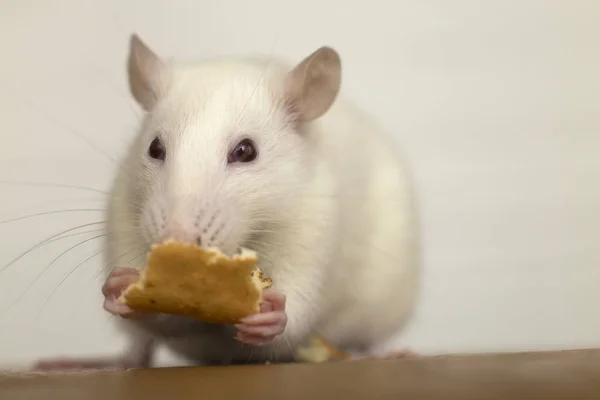 Rato doméstico branco comendo pão. Animal de estimação em casa . — Fotografia de Stock