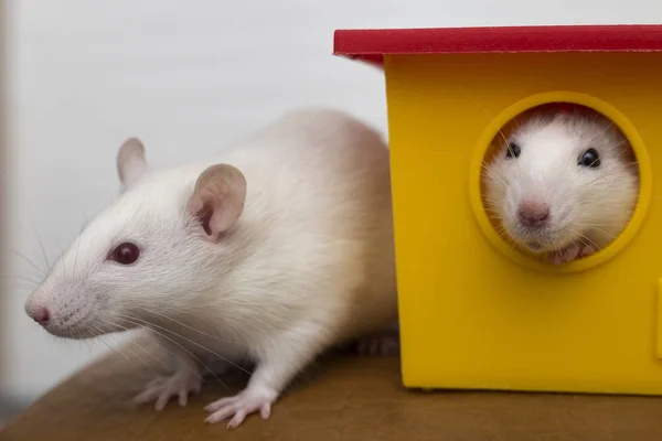 Две забавные домашние крысы и домик для игрушек . — стоковое фото