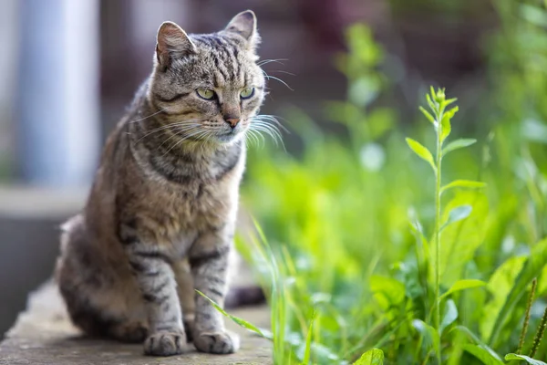 Hauskatze genießt warmes Sommerwetter. — Stockfoto