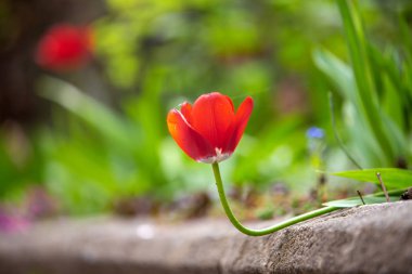 Baharın bahçesinde açan kırmızı lale çiçeklerinin yakın çekimi..