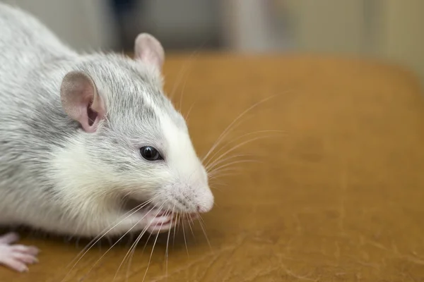 Vit inhemsk råtta äta bröd. Sällskapsdjur hemma. — Stockfoto