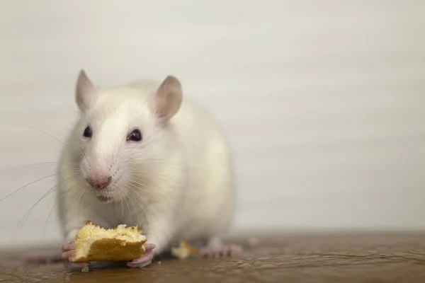 パンを食べる白い国産ネズミ。自宅でペットの動物. — ストック写真