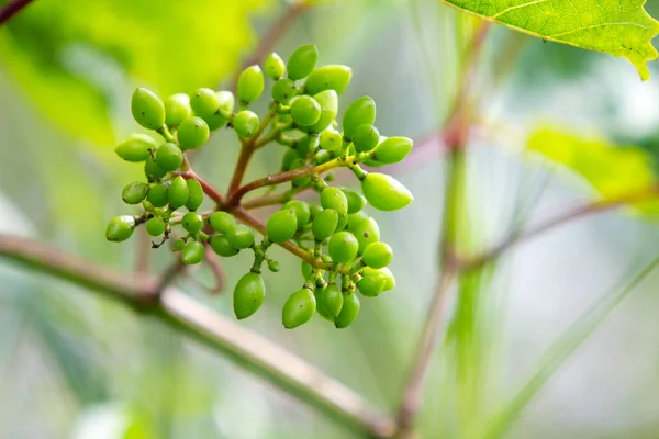 Green grapes ripening on a wine branch in spring. — Stock Photo, Image