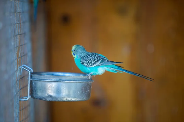 Colorful parrot in a cage at a zoo.