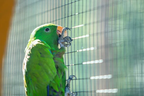Kleurrijke papegaai in een kooi in een dierentuin. — Stockfoto