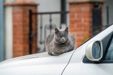 Ciddi gri tüylü kedinin yakın plan portresi..