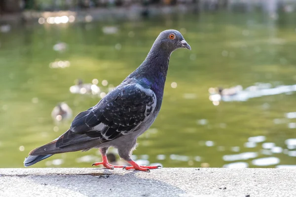 Серый голубь на открытом воздухе в городском парке . — стоковое фото