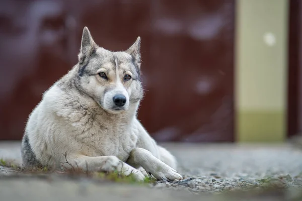 Portrait of a dog breed West Siberian Laika sitting outdoors in — Stock Photo, Image