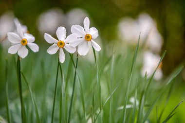 Yaz parkında yeşil sebzeli beyaz narsisus çiçekleri yetişiyor.