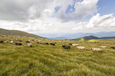 Yeşil dağ çayırlarında otlayan çiftlik koyunu sürüsü.