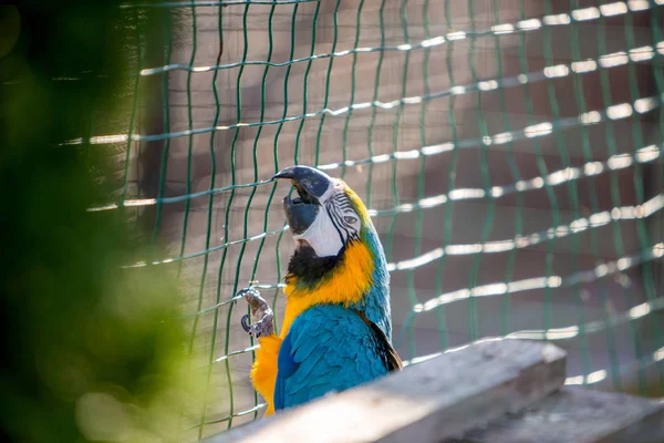 Colorful parrot in a cage at a zoo.