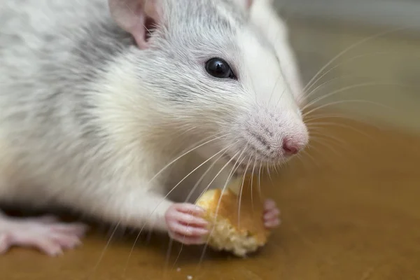 Un rat domestique blanc qui mange du pain. Animaux de compagnie à la maison . — Photo