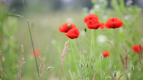 Roter Mohn Blüht Grünen Frühlingsfeld — Stockvideo