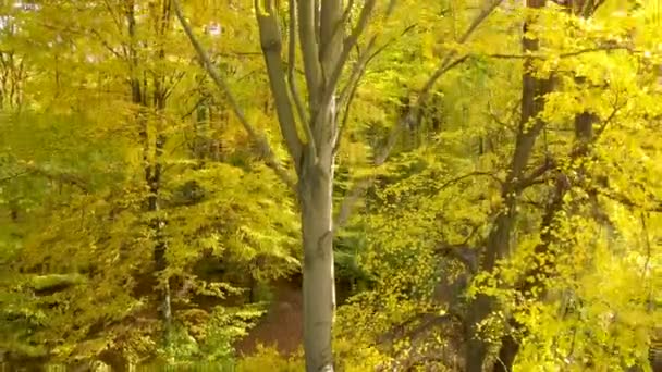 Podzimní Les Jasně Oranžovými Žlutými Listy Husté Lesy Slunečném Podzimním — Stock video