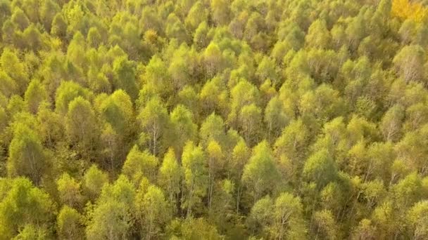 Φθινοπωρινό Δάσος Έντονα Πορτοκαλί Και Κίτρινα Φύλλα Πυκνά Δάση Ηλιόλουστο — Αρχείο Βίντεο