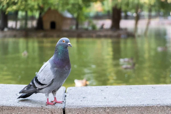 Gray dove bird outdoors in a city park.