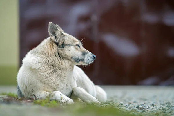 Bir köpek portresi Batı Sibirya Laika açık havada oturuyor. — Stok fotoğraf