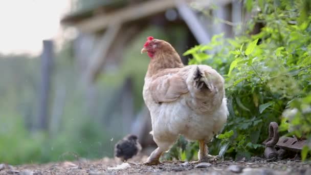 Kura Kurczakiem Spacerującym Zielonej Trawie Podwórku — Wideo stockowe