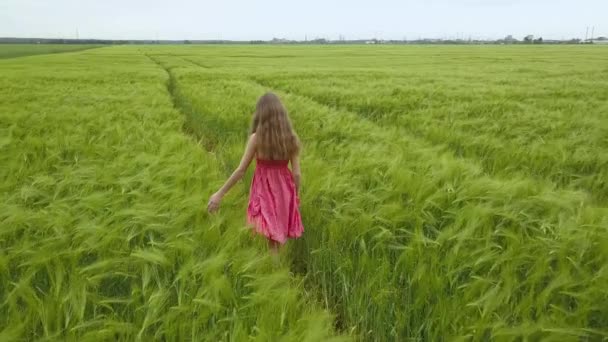Женщина Красном Платье Ходит Зеленому Пшеничному Полю — стоковое видео