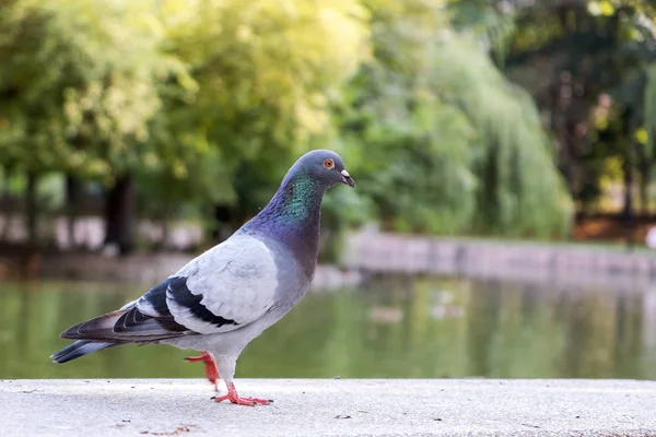Сірий голуб птах на вулиці в міському парку . — стокове фото