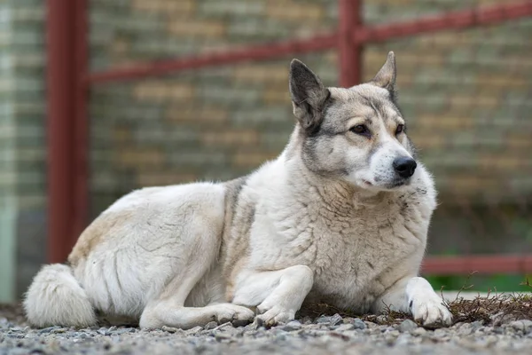 西西伯利亚莱卡犬品种的画像，坐在室外。 — 图库照片