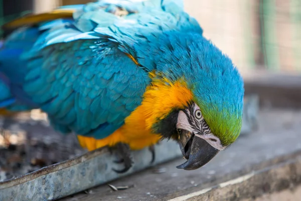 动物园的笼子里有一只五彩斑斓的鹦鹉. — 图库照片