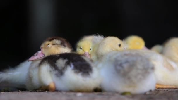 Small Ducklings Birds Warming Together — Stock Video