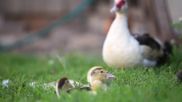 Великі Качки Маленькі Качки Харчуються Відкритому Повітрі Дворі Ферми — стокове відео