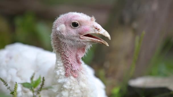 Grand Oiseau Dinde Domestique Blanc Posé Dans Herbe Verte Extérieur — Video