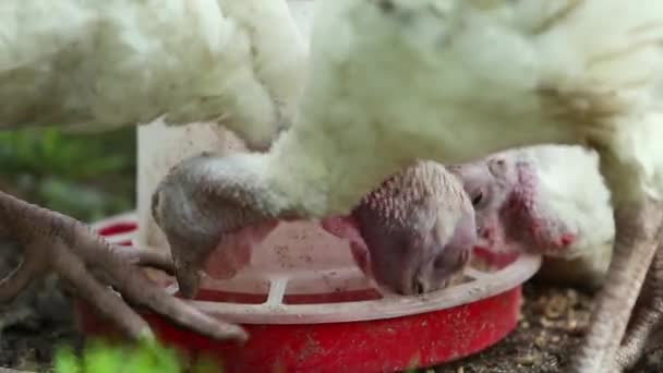 Closeup Domestic Turkeys Birds Feeding Outdoors Farm Yard — Stock Video