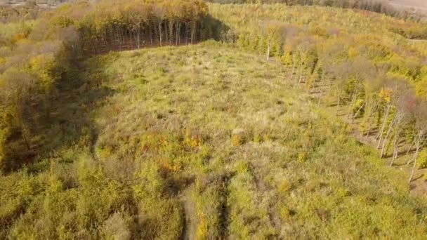 Jesienny Las Jasnopomarańczowymi Żółtymi Liśćmi Gęste Lasy Słoneczne Jesienne Dni — Wideo stockowe