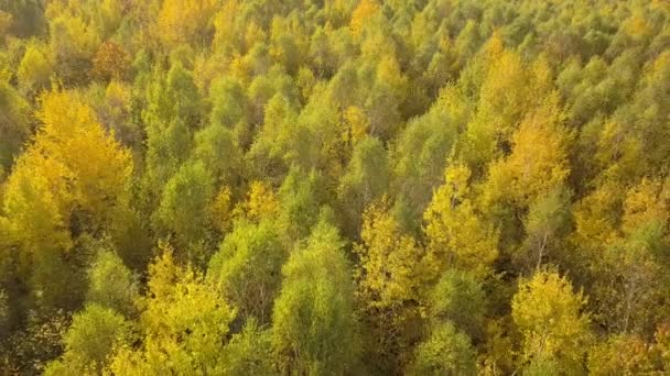 Floresta Outono Com Folhas Laranja Amarelas Brilhantes Madeiras Densas Tempo — Vídeo de Stock