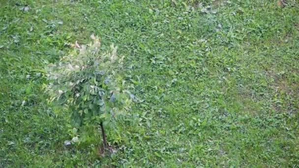 Arbusto Verde Balanceándose Bajo Fuertes Lluvias Verano — Vídeo de stock