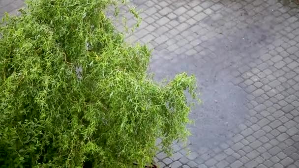 夏天在大雨中摇曳的绿灌木 — 图库视频影像