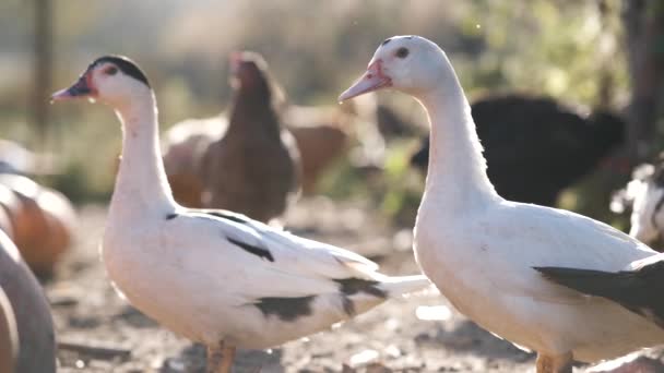 White Geese Bird Farm — Stock Video