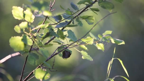 Detailní Záběr Zelené Trávy Pohybující Lehkým Vánkovým Větrem Letním Lese — Stock video