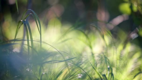 Closeup Green Grass Moving Light Breeze Wind Summer Forest — Stock Video