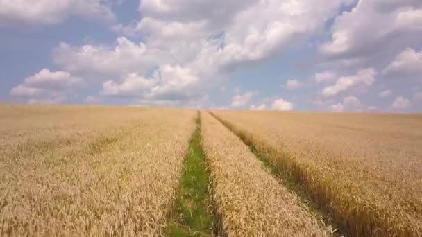 Vista Aérea Campo Trigo Agricultura Amarela Pronto Para Ser Colhido — Vídeo de Stock