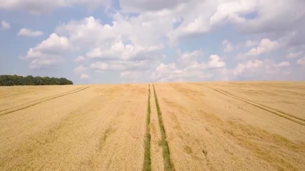 Luftaufnahme Der Gelben Landwirtschaft Weizenfeld Bereit Für Die Ernte Spätsommer — Stockvideo