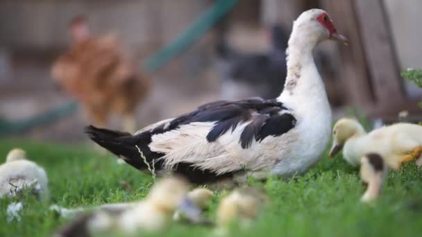 Große Enten Und Kleine Entchen Füttern Draußen Hof — Stockvideo
