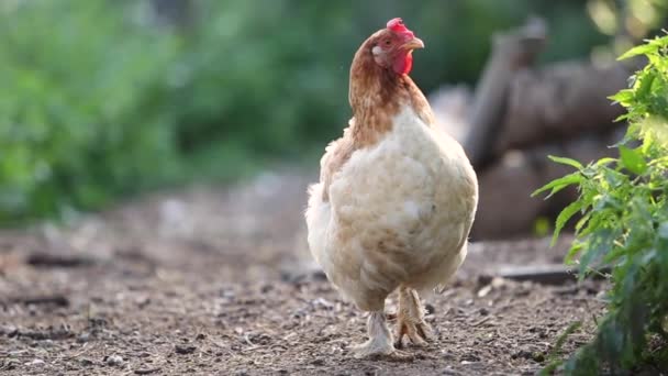 Gallinas Comiendo Césped Verde Patio Granja — Vídeos de Stock