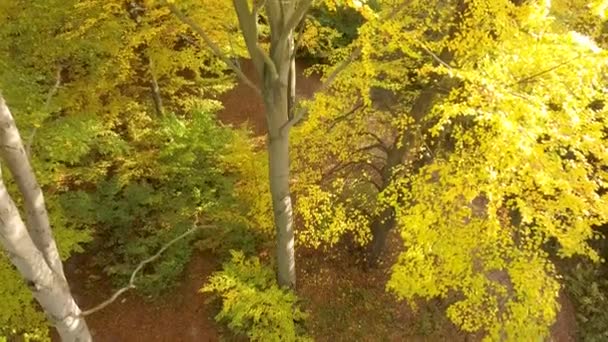 Autumn Forest Bright Orange Yellow Leaves Dense Woods Sunny Fall — Stock Video